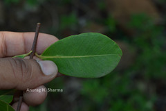 Syzygium caryophyllatum